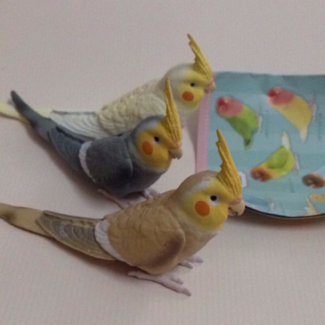 shine-g 玄凤 鹦鹉 扭蛋 shineg 鹦哥