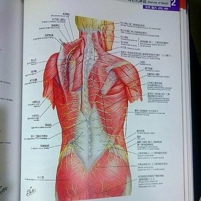 人体解剖学图谱(6版)frank h.netter,md