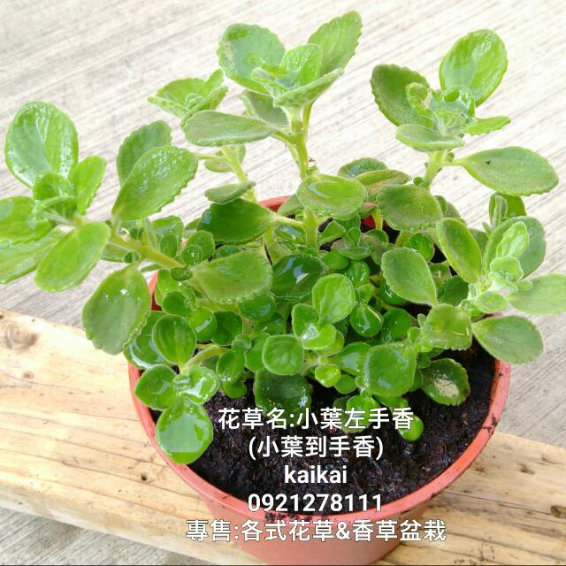 小叶到手香/小叶左手香盆栽(5吋)/香草植物