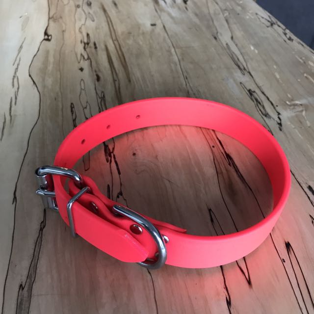 neon pink dog collar