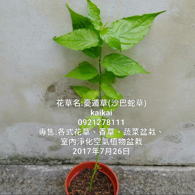 忧遁草(沙巴蛇草,鳄嘴花)高度约30-40公分/鲜叶约10片