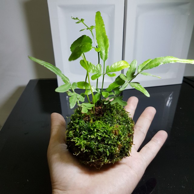 Wabi Kusa Indoor Plants Office Plants Aquatic Gift Terrarium