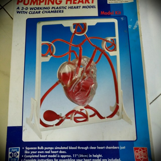 3d pumping heart model kit