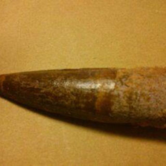 棘龙 牙齿 化石