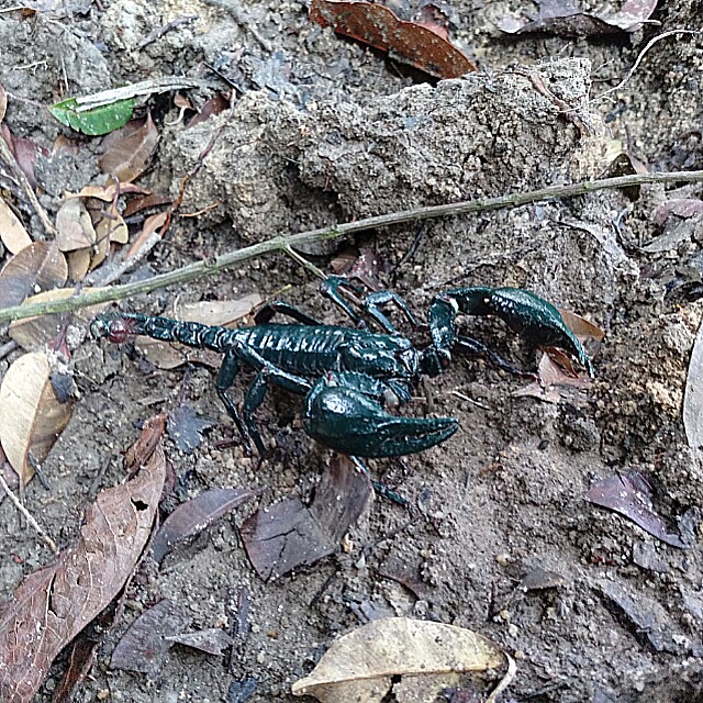 emperor scorpion for sale