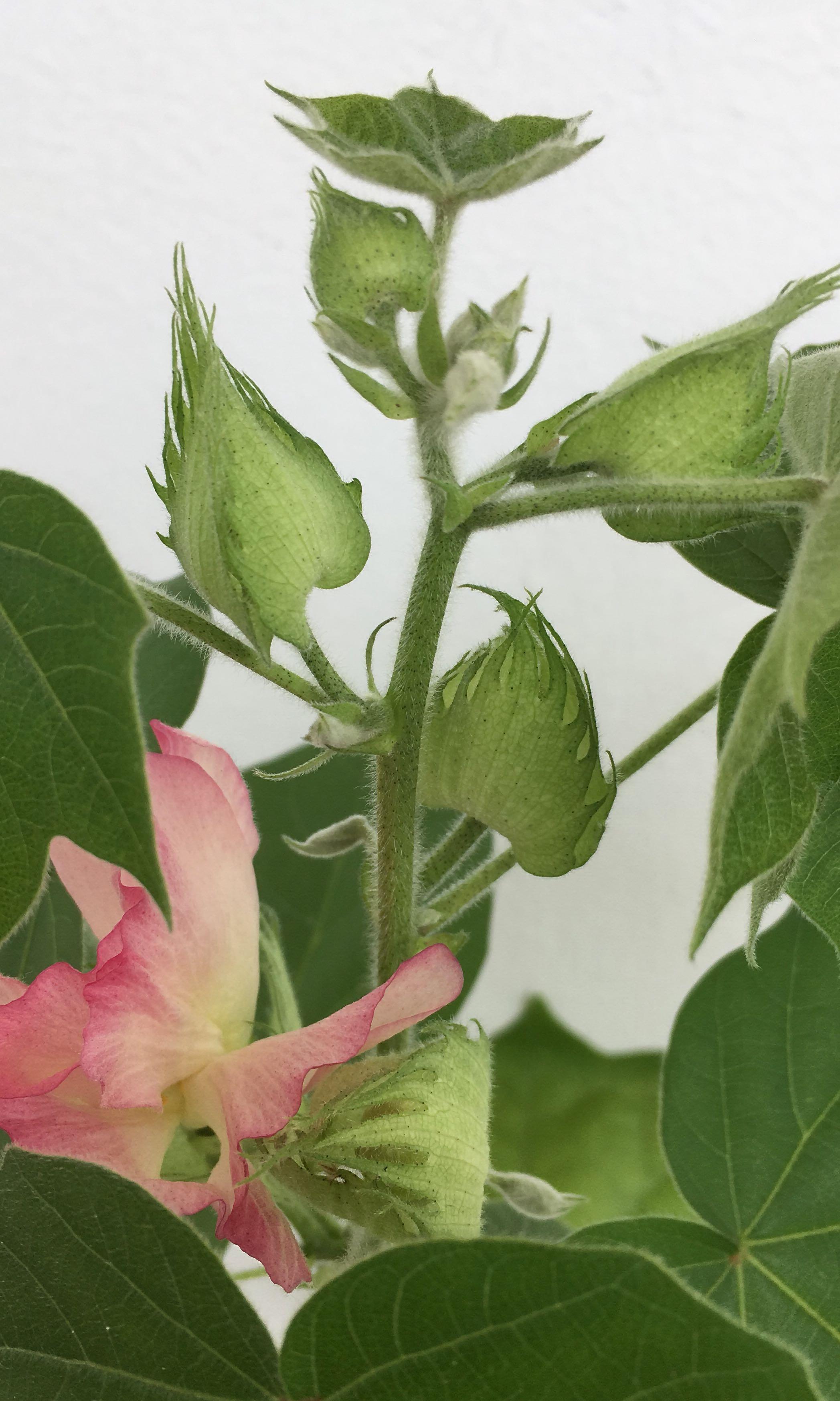cotton plant