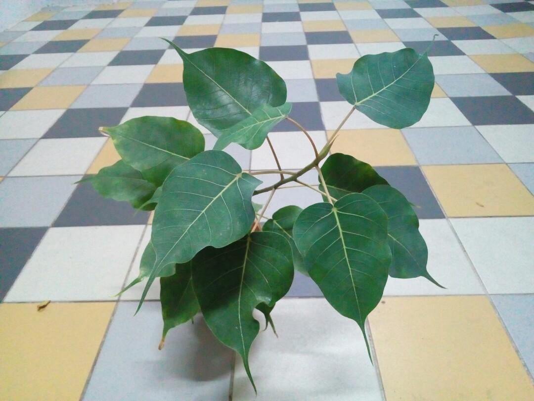 bodhi tree, sacred fig (ficus religiosa)菩提树