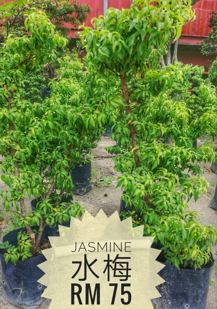 Jasmine 水梅 Furniture Home Living Gardening Plants Seeds on Carousell