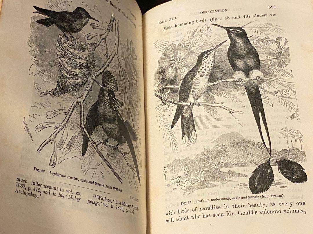 Clearance The Descent Of Man And Selection In Relation To Sex By Charles Darwin Antique Book