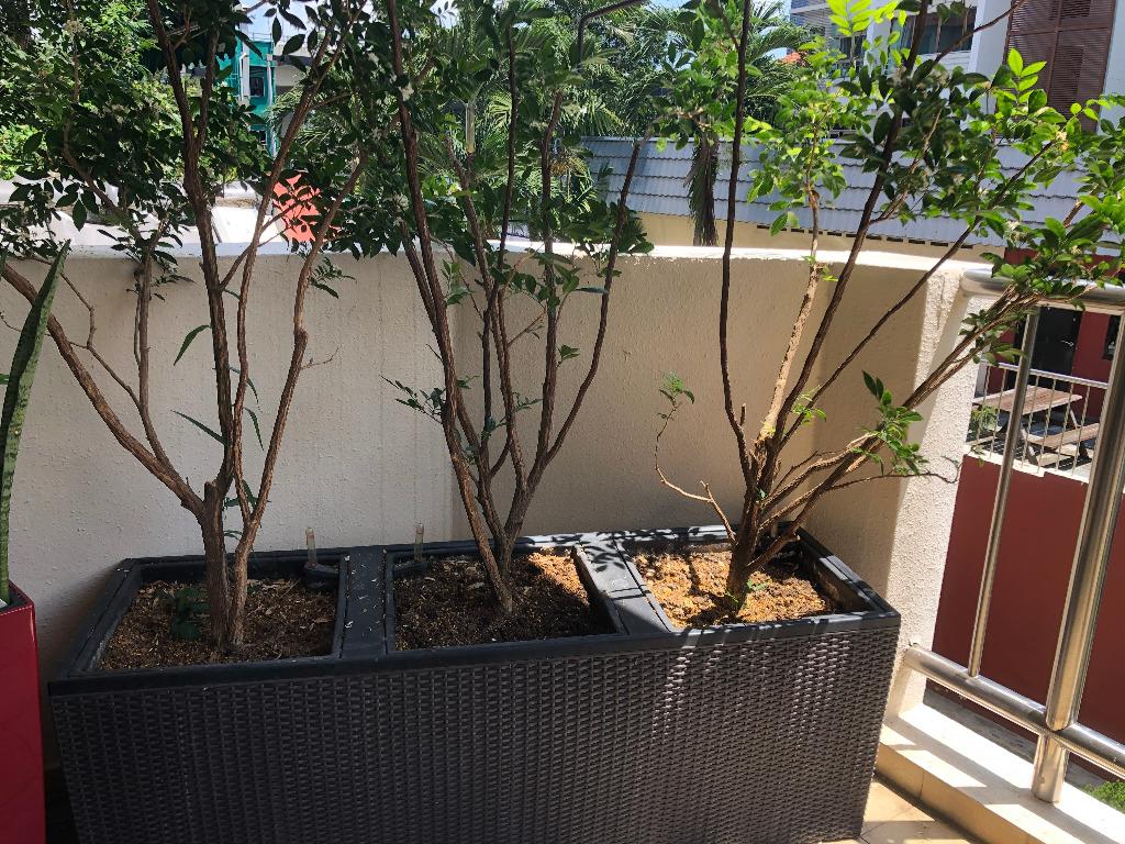 Mature Jasmine Plants In Stylish Section Planter Furniture Home Living Gardening Plants
