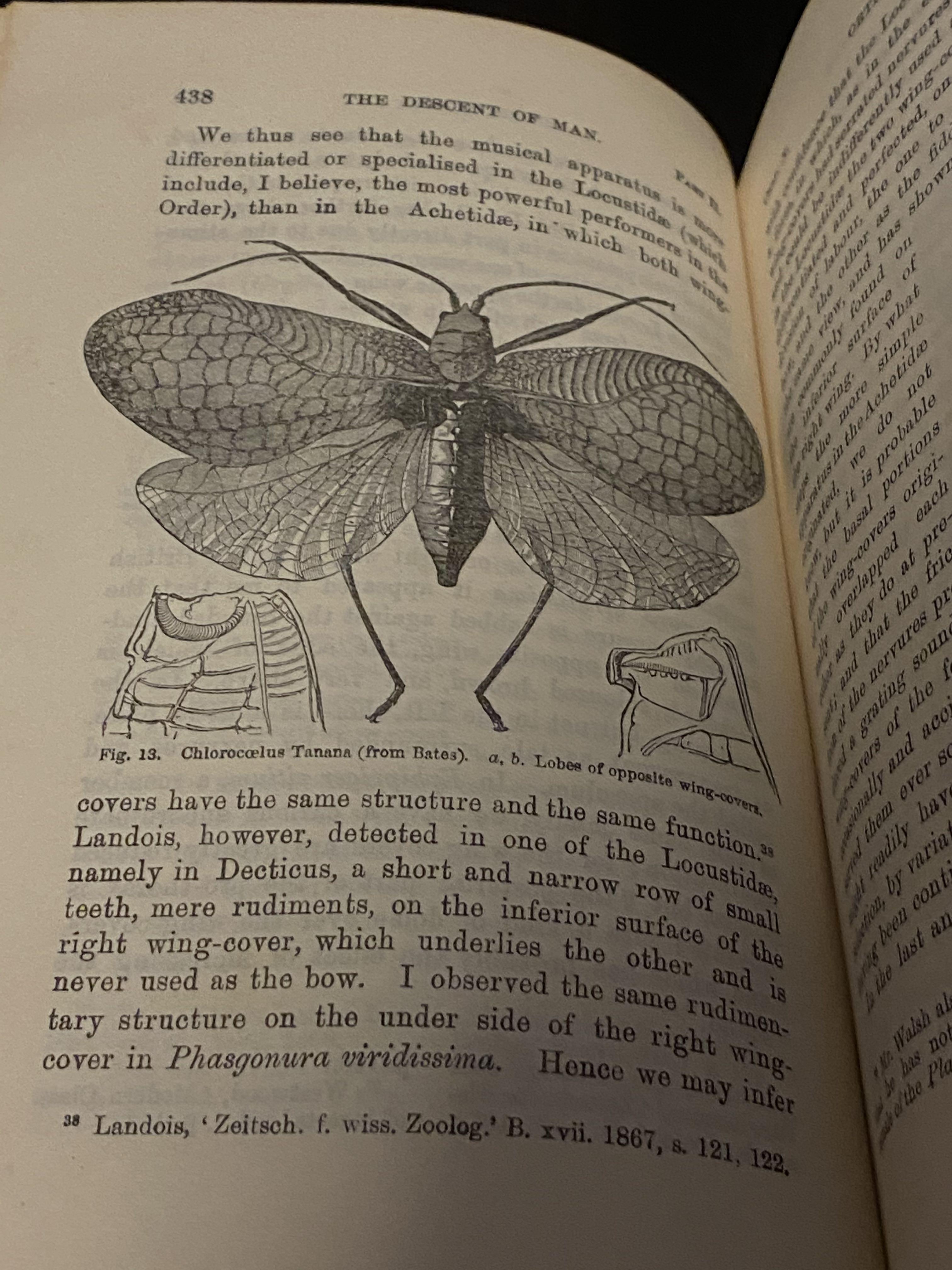 Clearance The Descent Of Man And Selection In Relation To Sex By Charles Darwin Antique Book