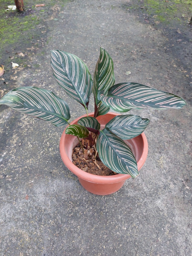 Calathea Furniture Home Living Gardening Plants Seeds On Carousell