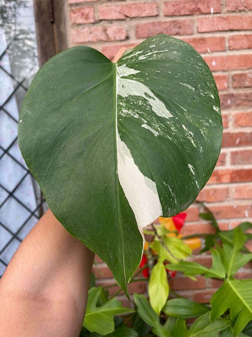 Monstera Variegata Perkebunan Di Carousell