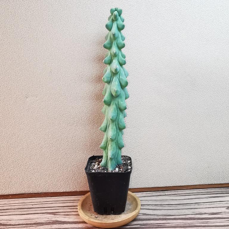 Myrtillocactus Geometrizans Fukurokuryuzinboku Boob Cactus Furniture Home Living