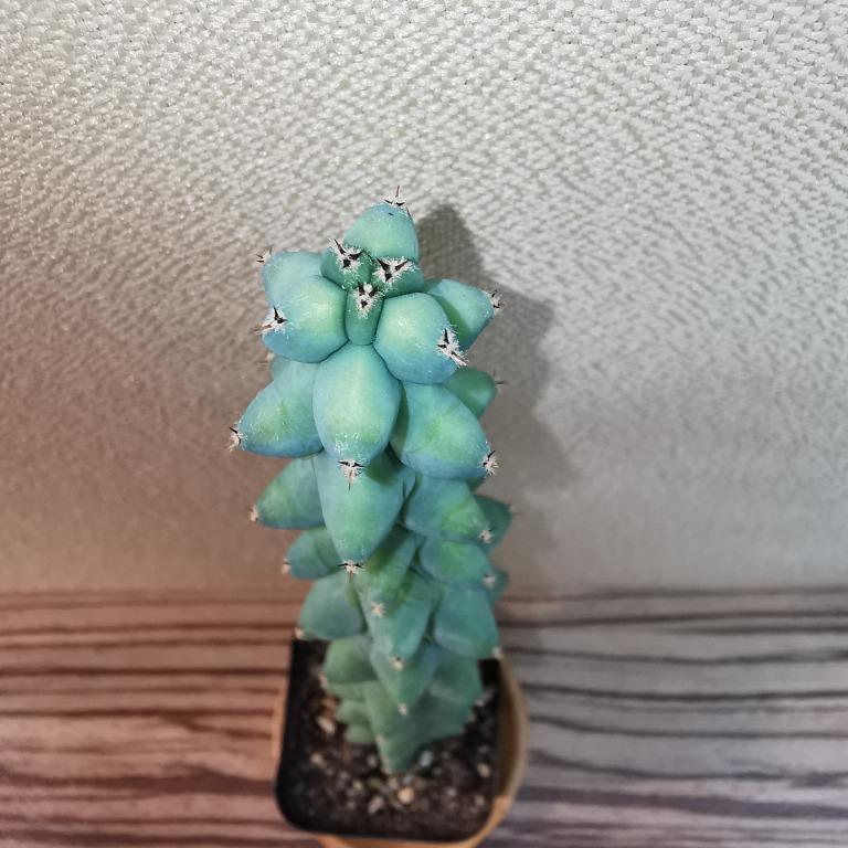Myrtillocactus Geometrizans Fukurokuryuzinboku Boob Cactus Furniture Home Living
