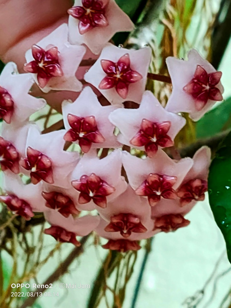 Hoya Obovata Furniture Home Living Gardening Plants Seeds On