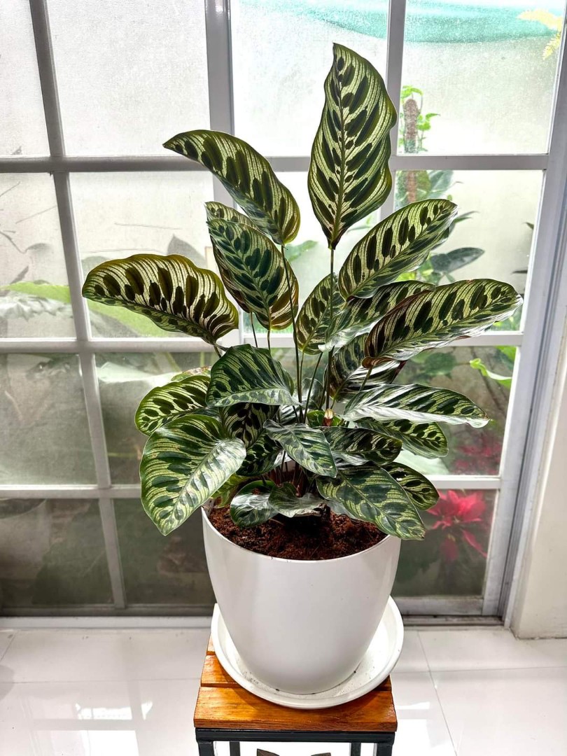 Calathea Furniture Home Living Gardening Plants Seeds On Carousell