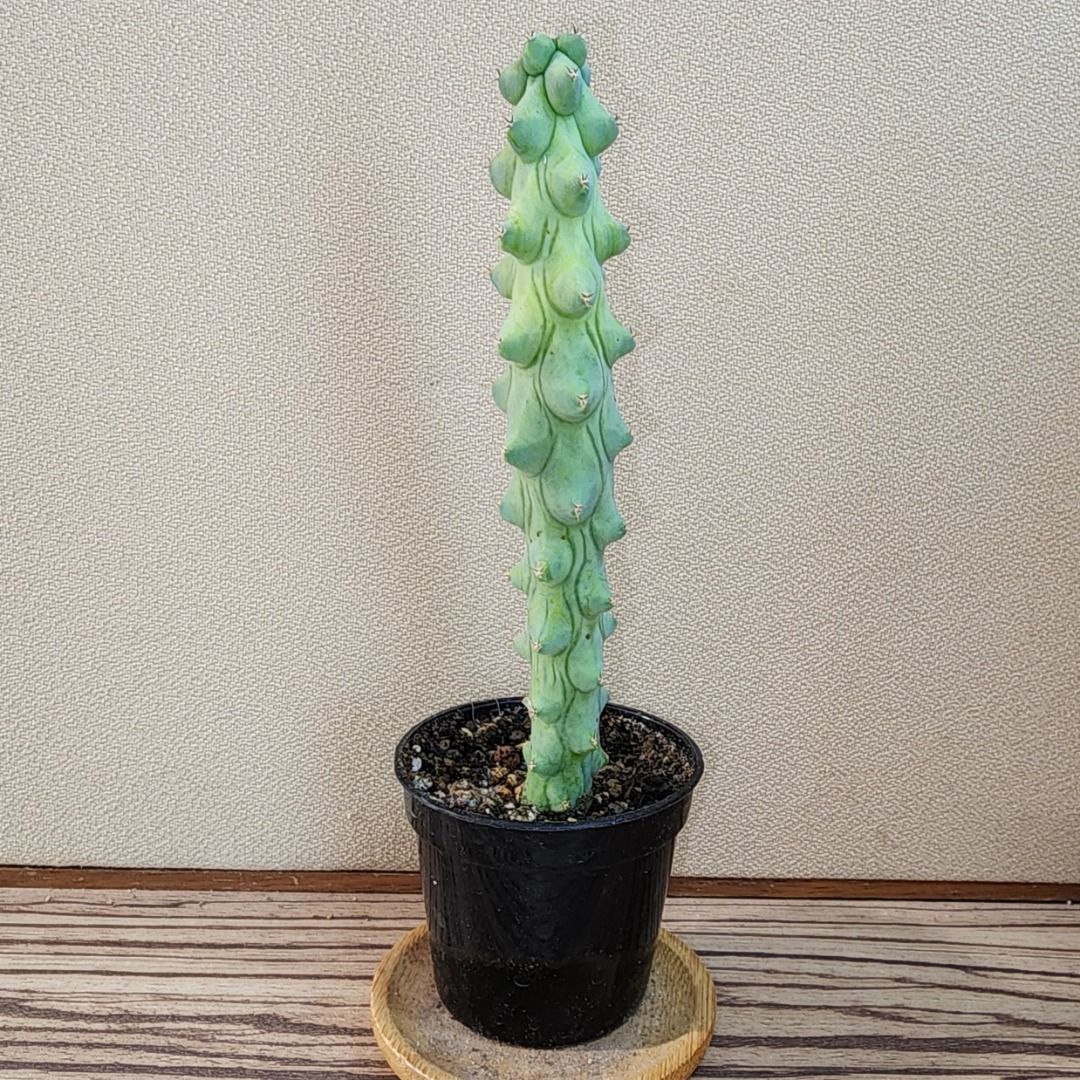 Myrtillocactus Geometrizans Fukurokuryuzinboku Boob Cactus Furniture Home Living