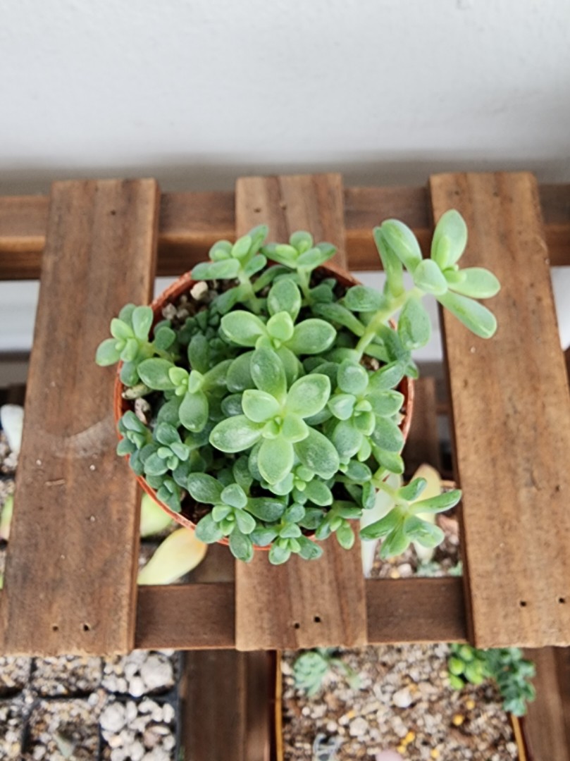 Mirinae Succulent Furniture Home Living Gardening Plants Seeds