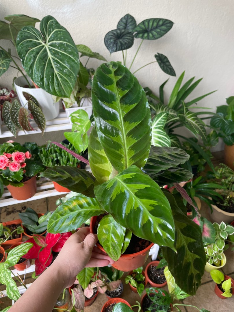 Calathea Furniture Home Living Gardening Plants Seeds On Carousell