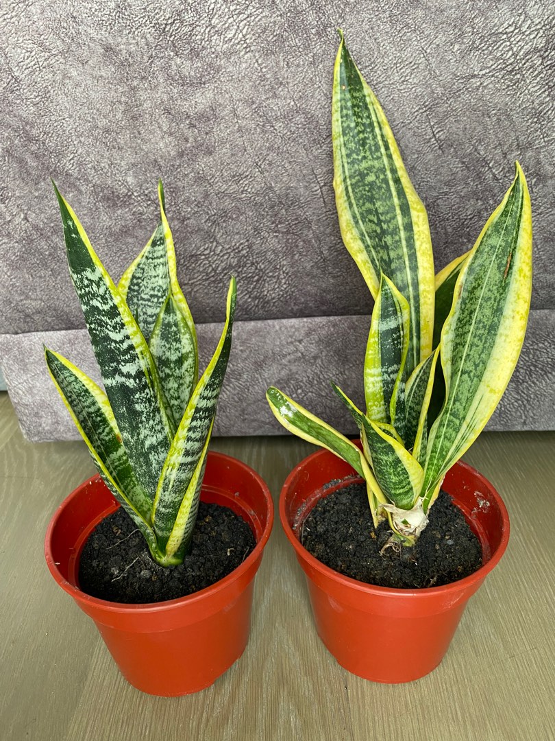 Sansevieria Lidah Jin Snake Plant Live Plant Viral Plant