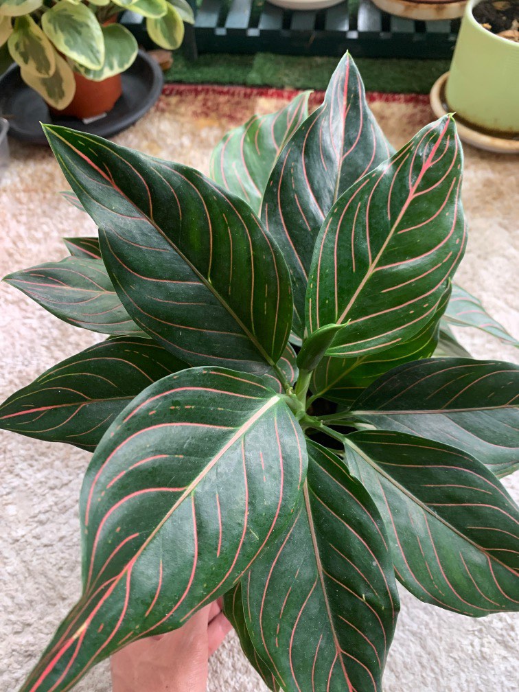 Calathea Furniture Home Living Gardening Plants Seeds On Carousell