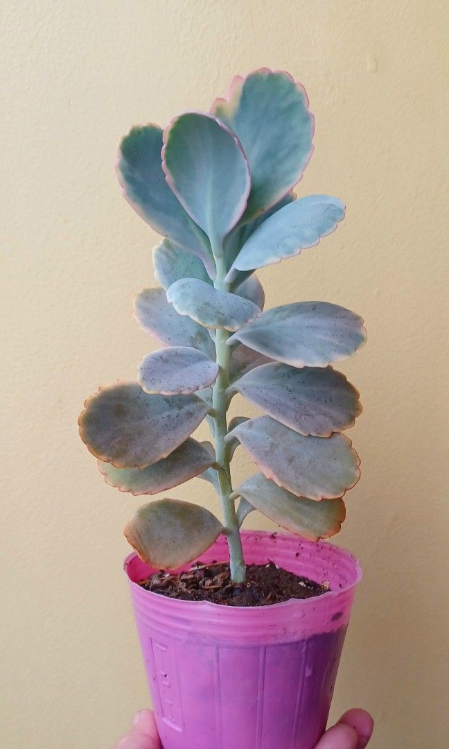 Kalanchoe Aurora Borealis Fedtschenkoi Succulent On Carousell