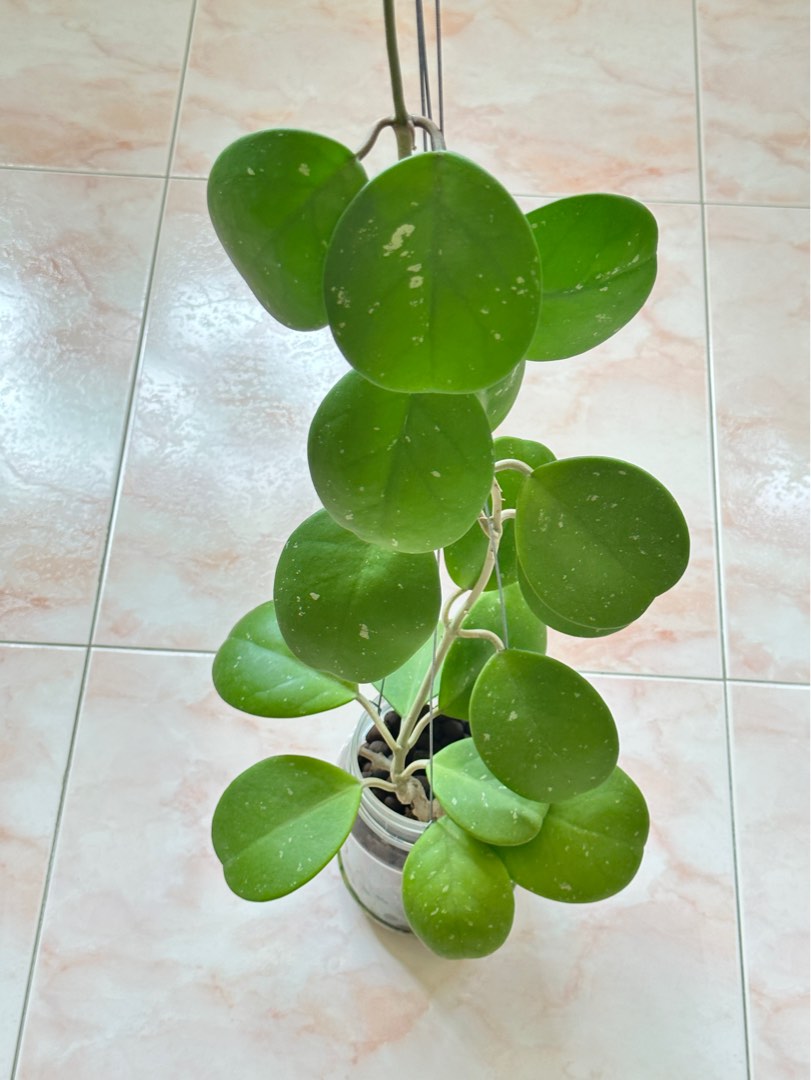 Hoya Obovata Furniture Home Living Gardening Plants Seeds On