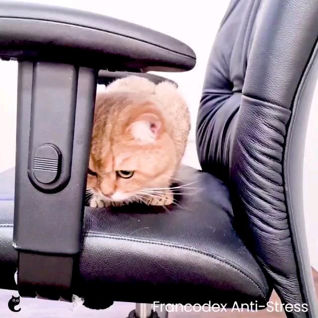 Francodex Anti Stress 6 Week Diffuser 48ml Pet Supplies For Cats Health Grooming On Carousell