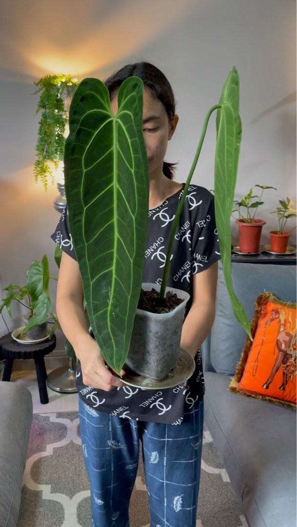 Large anthurium waroqueanum queen healthy big , nice leaf still growing,  Furniture & Home Living, Gardening, Plants & Seeds on Carousell