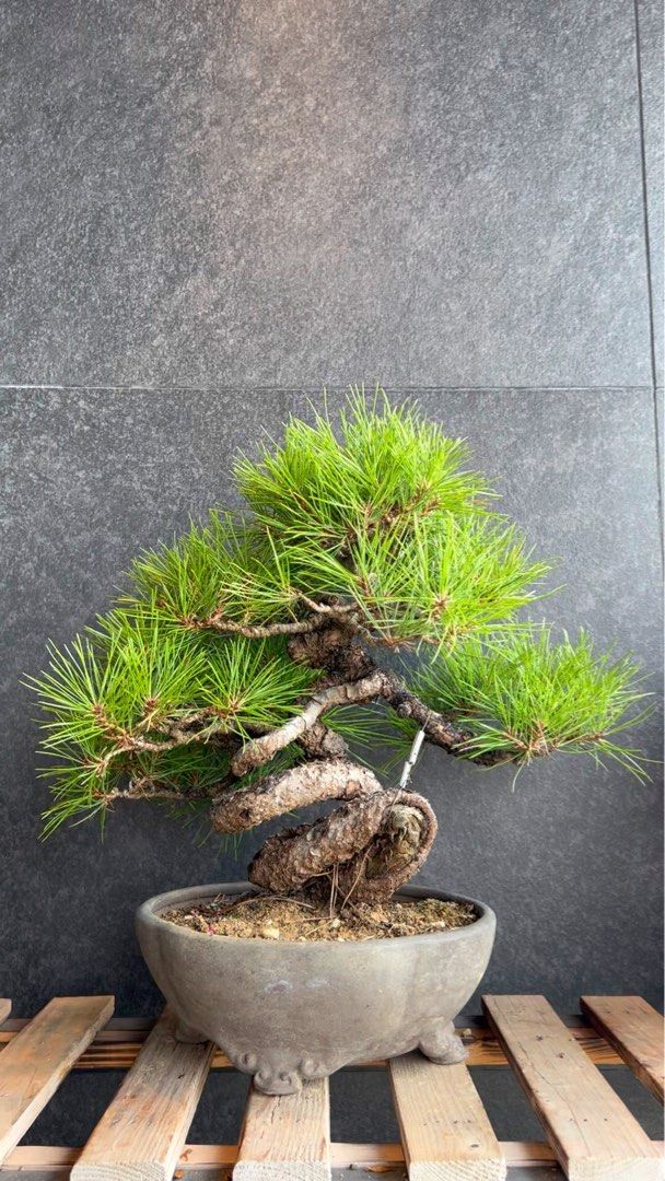 日本🇯🇵赤松Pinus Densiflora (附上影片) ｜植物盆景盆栽bonsai, 傢俬