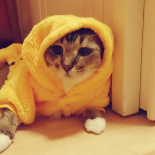 Pikachu Kitty Costume Women S Fashion On Carousell