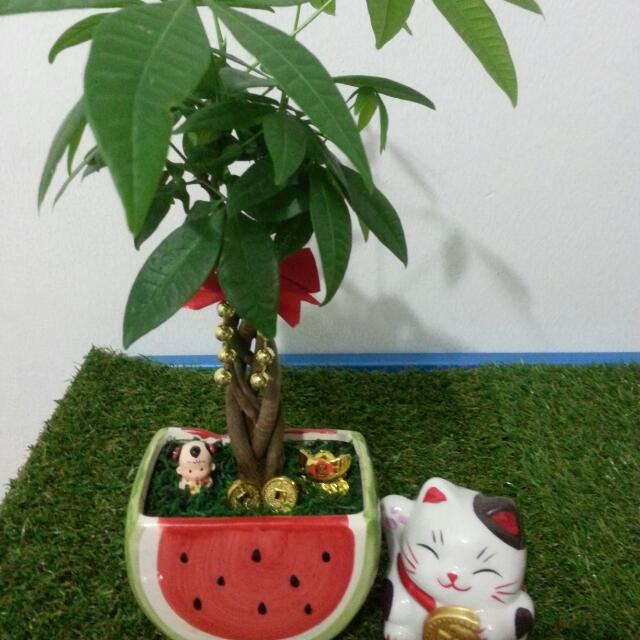 Chinese New Year Lucky bamboo, Fortune Plant, Money Tree ...