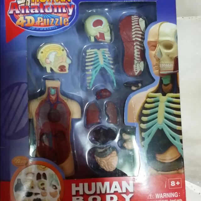 anatomy toys human body