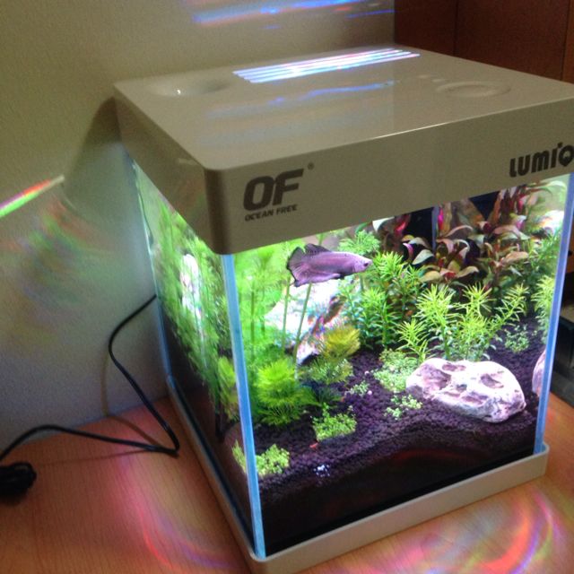 Free LumiQ 8L/2.1 gallon Desktop Fish Tank, Supplies, Homes Other Pet on Carousell