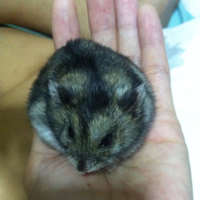 Looking For Male Winter White Hamster For My Ger Ger Pet Supplies