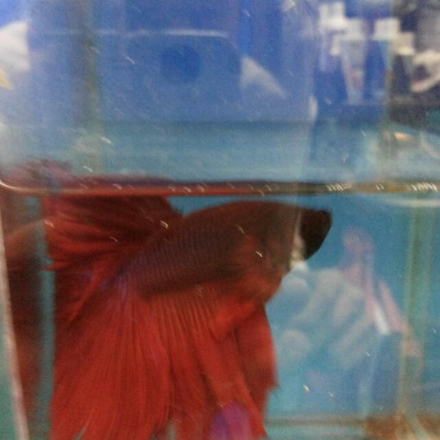 Full Moon Long Tail Blood Red Fighting Fish Everything Else On Carousell