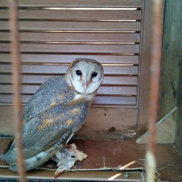 Burung Hantu Pet Supplies On Carousell