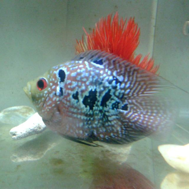 Cheap fish supplies shop