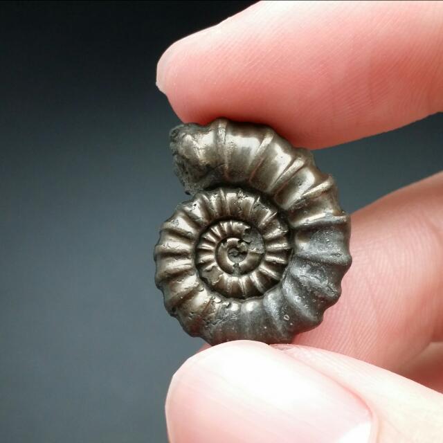 Real fossil jewelry hot sale