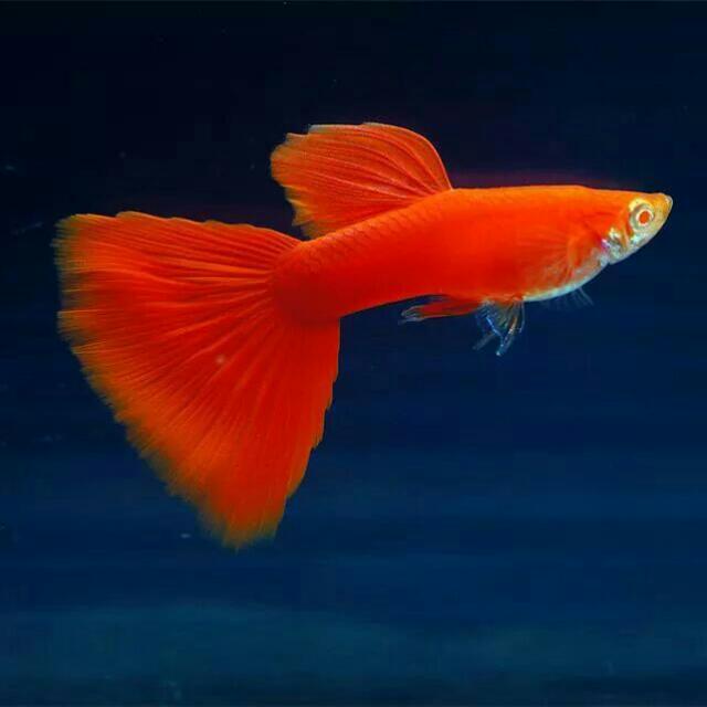 Guppy fry top for sale