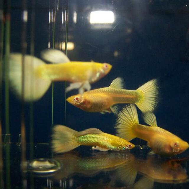 Guppy Fry (Full Black, Albino Full Red, Jap Blue & Full Gold), Pet  Supplies, Homes & Other Pet Accessories On Carousell