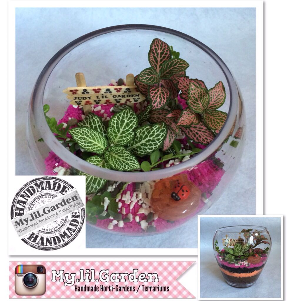 Customize Open Terrarium, Hobbies & Toys, Stationery & Craft, Craft