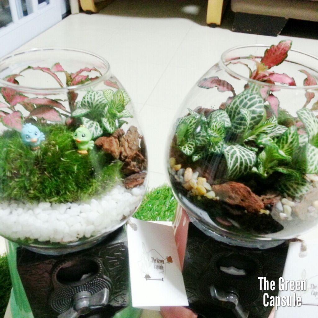 Gumball Terrarium, Furniture & Home Living, Home Decor, Other Home