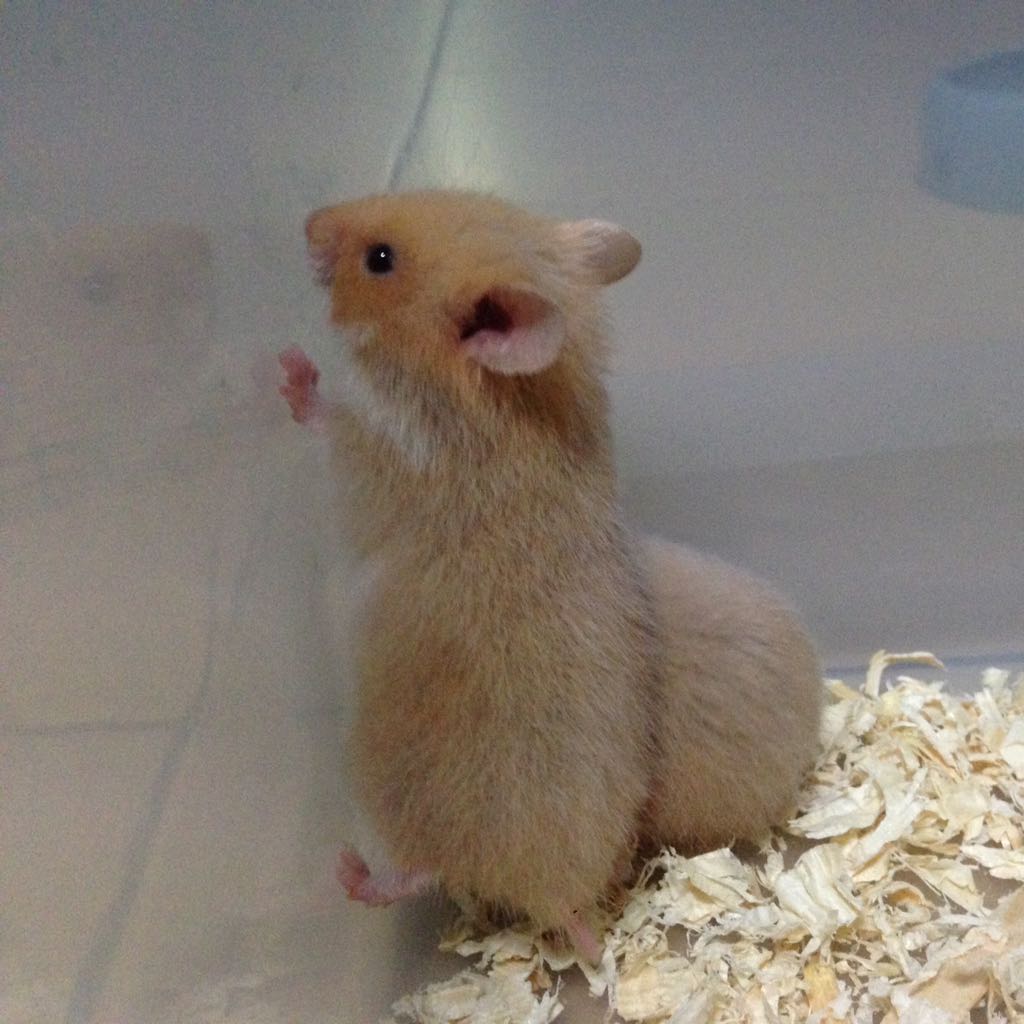 Pet hamster top for sale