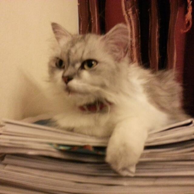 Missing Cat (Category: Homes & Other Pet Accessories) located in Singapore. Submitted by muhammad__danial (Listing ID 11585045, Image 3). Description: .