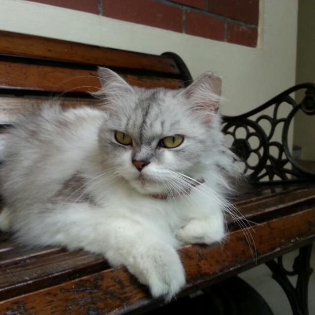 Missing Cat (Category: Homes & Other Pet Accessories) located in Singapore. Submitted by muhammad__danial (Listing ID 11585045, Image 2). Description: .