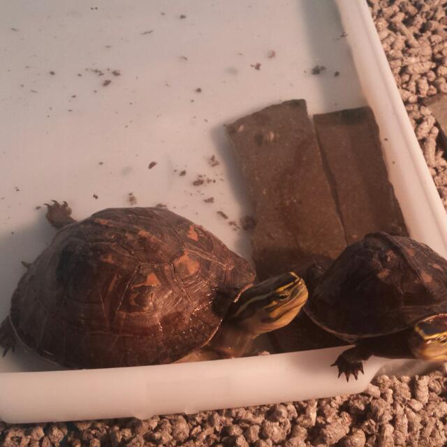 Malayan Box Turtles, Pet Supplies, Homes & Other Pet Accessories on