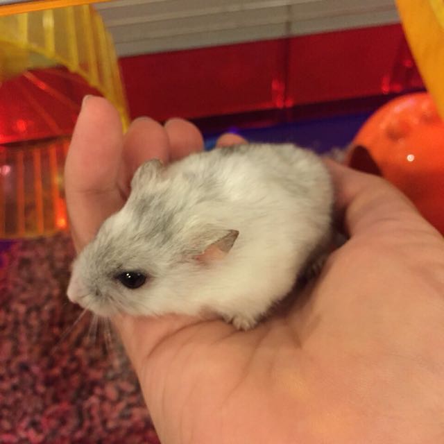 2 Pearl Winter White Hamsters Domestic Type Cage Food