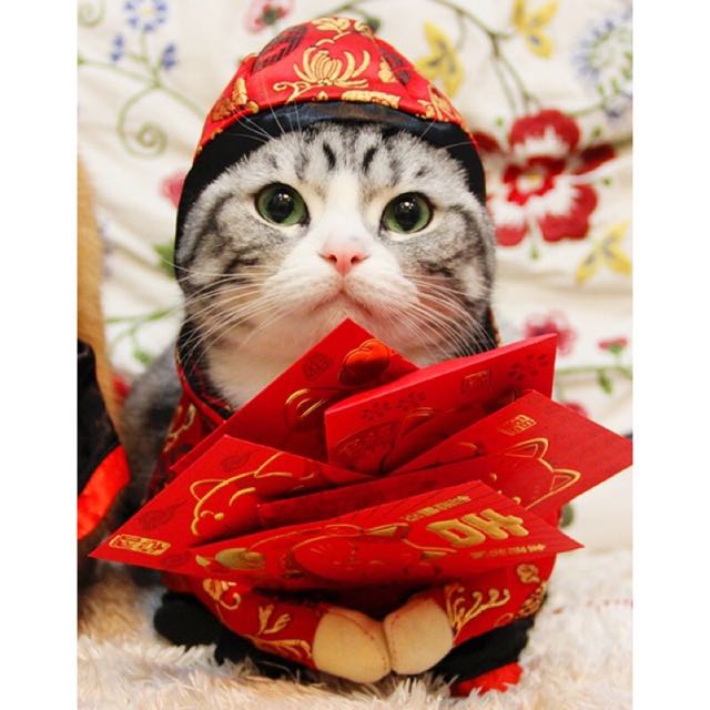 cat chinese new year costume